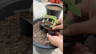 Aparajita☘️ aparajita shorts nature garden repotting [upl. by Akimas561]