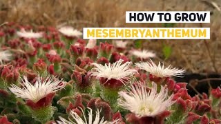 Mesembryanthemum Growing Guide Ice Plant by GardenersHQ [upl. by Ardnovahs56]