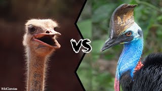 Creature Comparison Ostrich vs Cassowary flightlessbird [upl. by Mairim]