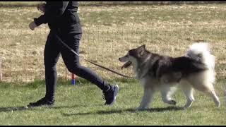 Finsk Lapphund Plymspireas Cooroy BPH [upl. by Boycie]