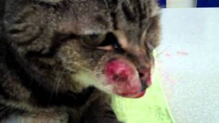 Fibrosarcoma Tumor on a Cat with Doc Pawsitive [upl. by Leonora]