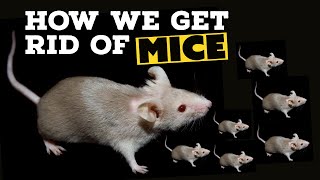 How To Get Rid Of Mice  Major Pest Control Company [upl. by Leontine13]