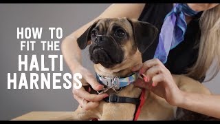 How to Put On the Halti Front Pull Harness [upl. by Frankhouse9]