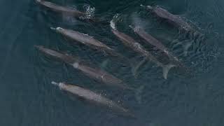 Bairds Beaked Whales 52723 [upl. by Ayrb]