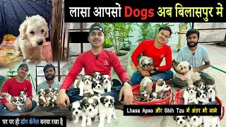 lhasa apso puppies  lhasa apso bilaspur  dog kennel bilaspur chhattisgarh  bilaspur dog house [upl. by Aynotal]