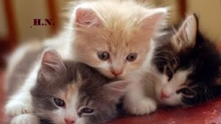 Relaxing Music For Restless Kittens And Puppies ♥♥♥ Calming Music For Sleeping Babies Pets 🎧 1 Hour [upl. by Narrat]