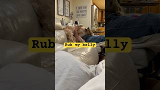 Dog wants belly rub dog doglover goldendoodle shorts [upl. by Kcirdahc50]