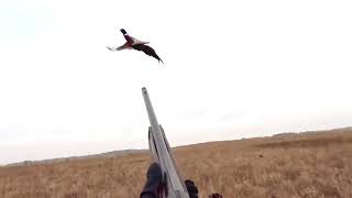 Pheasant Hunting 2023 Iowa Opener [upl. by Atteugram]