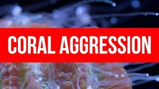 Coral Aggression amp Thoughts on Coral Placement [upl. by Neveda]