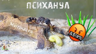 Хотел разнести формикарий ● Myrmecia pyriformis [upl. by Danieu]