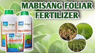 MABISANG FOLIAR FERTILIZER  BioStimulant  vlog16 [upl. by Barabas616]