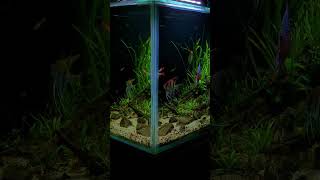 Planted cichlid tank [upl. by Duarte662]