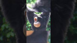 Siamang  The Most Unique Ape [upl. by Epillihp]