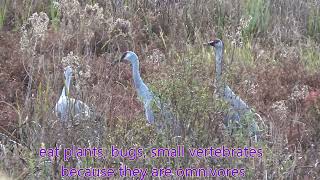 SANDHILL CRANE song [upl. by Hnid]