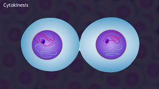 Mitosis and the Cell Cycle Animation [upl. by Bach850]