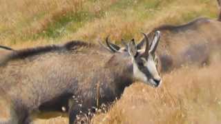 Kozice w Tatrach Zachodnich  Tatra chamois in Western Tatras Mountains Southern Poland [upl. by Zane]