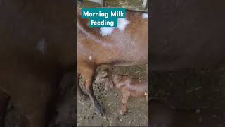 Morning milk feeding for goats goatfarm goatfarming [upl. by Llevart]