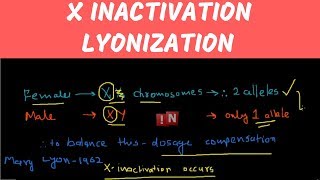 X Inactivation – Lyonization [upl. by Gerrie]