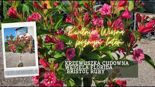 Krzewuszka cudowna Weigela florida BRISTOL RUBY [upl. by Denys]