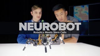 Neurobot Robotics Meets Stem Cells [upl. by Fields]