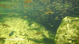 Masses of Gambusia yucatana at Cenote Cristalino Mexico HD [upl. by Mota]