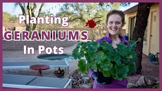 GERANIUMS IN POTS A Planting Guide [upl. by Aiynot]