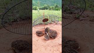 Amazing Bird Trap  DIY Quail Trap shorts [upl. by Waal]