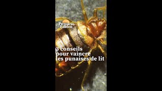 3 conseils pour éviter ou vaincre les punaises de lit [upl. by Eeldivad]