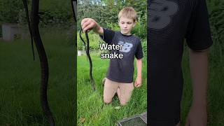 I caught a snake in a fish trap shorts [upl. by Bishop]