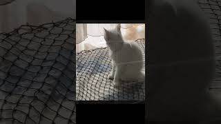 Cat net🤍 Kedi filesi yaptım🤍videonun tamamı kanalımda… kedi cat diy кошки handmade кот [upl. by Ecertal99]