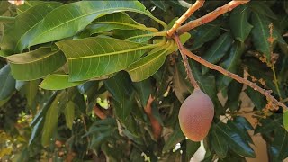 Turpentine Rootstock  July 2024 California [upl. by Judye]