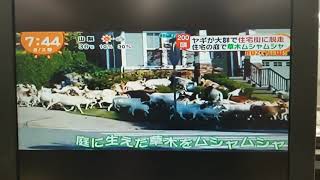 Issaquah Highlands Goats Featured on Japanese TV [upl. by Linder]