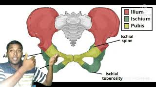 Anatomy of Hip bone innominate bonepelvis boneiliumischiumpubis  full Discuss\\Very easy💪💪 [upl. by Tsui454]