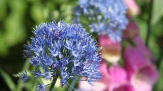 Alliums In A Small English Garden In Norway [upl. by Schindler]