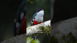 Tocororo Cuban trogon🪶 Nuestra espléndida ave nacional 🇨🇺  birds tocororo [upl. by Serge79]