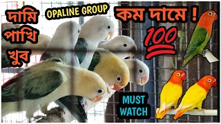 Lutino Fisher Opaline Working Bird Sell  Lovebird Breeding Progress [upl. by Ria]