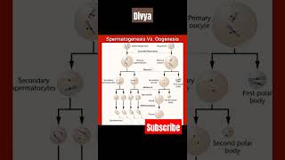 Spermatogenesis ampOogenesisscience biology neet competition medical educationytshorts viral [upl. by Eninnej469]