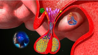 Pituitary Gland 3D Animation  Anatomy amp Functions of the Pituitary Gland  shorts [upl. by Anaeg21]