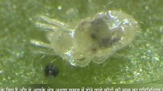 Mites two spotted spider mite Hindi  Apple [upl. by Ashli]