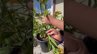 Checking for Monarch Butterfly eggs on our milkweed plant [upl. by Ahsikal]