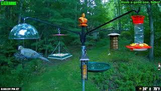 LGR Bird Feed  August 26 2024 [upl. by Nellie]