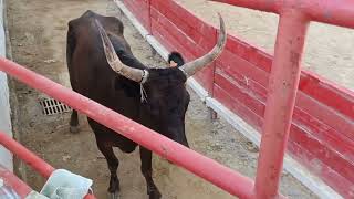 Taureau 🐂 qui saute et envole les planches course camarguaise Montfrin 70624 pas de son pb micro [upl. by Anselm694]