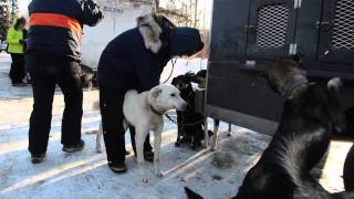 2011 Iditarod vet checks [upl. by Hauck]