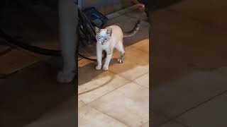 Cat sneezes multiple times in Puerto Eldorado [upl. by Rosen]