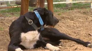 Working Cattle Dogs [upl. by Maurili]