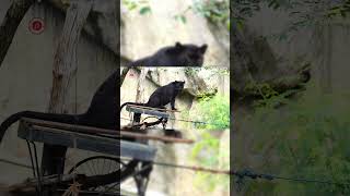 Real Panther Sounds  High Quality  Terrifying Panther Sound Experience  4K shorts [upl. by Garbers]