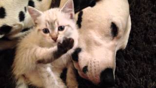 Un chaton et un dalmatien se donnent des câlins [upl. by Alika]