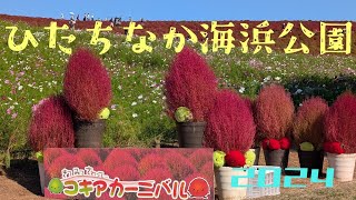 ひたちなか海浜公園 コキア コスモス 海Hitachi Seaside Park kochia cosmos sea [upl. by Sehguh973]