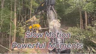 Ponsse H8  Hard Wood  Slow Motion  Power [upl. by Deva]