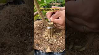 Tips Program Bonsai Cepat Jadi bonsaiunik belajarbonsai bonsaivietnam bonsai [upl. by Mihe]